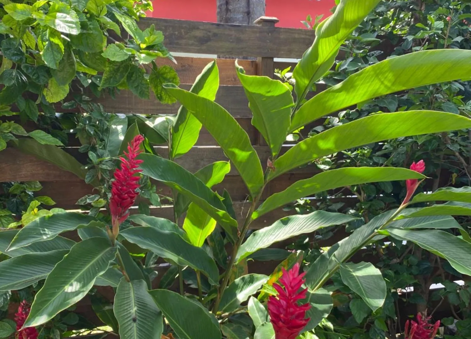 Villa Papagayo 圣弗朗索瓦 0*,  瓜德罗普