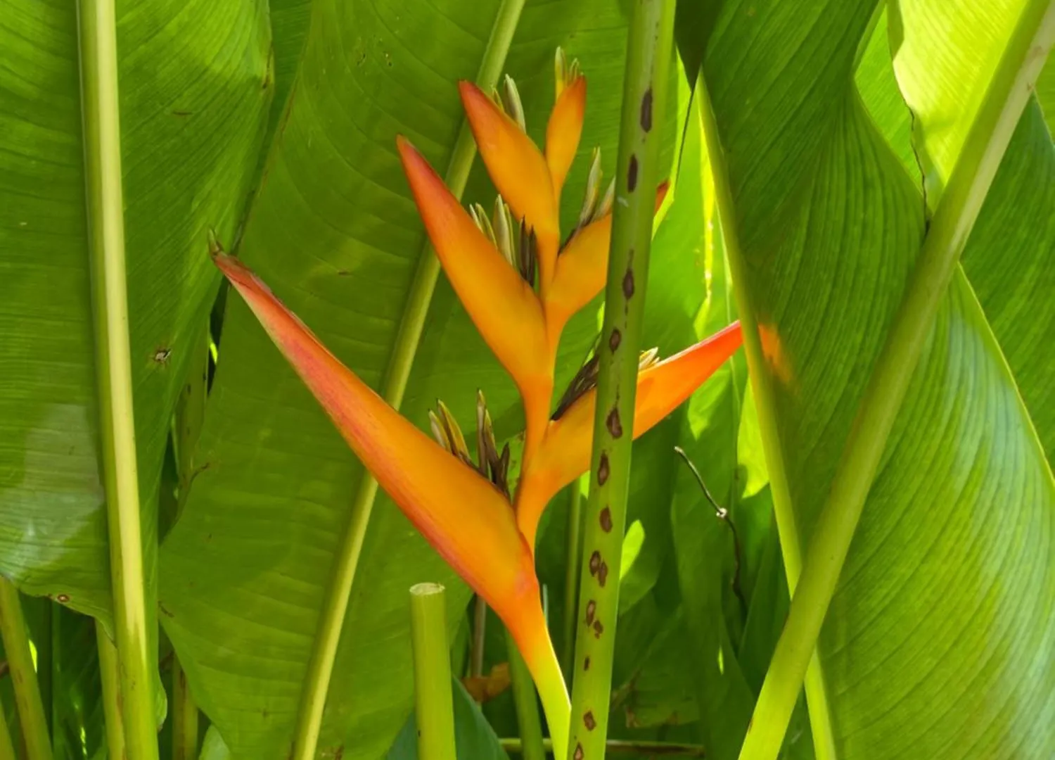 Villa Papagayo 圣弗朗索瓦